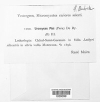 Uromyces pisi-sativi image